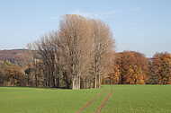 Kahle Bäume vor Herbstwald