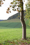 Herbstbaum