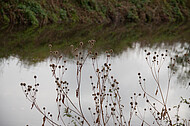 Spiegelnder Fluß