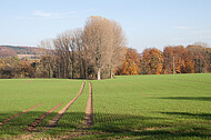 Kahle Bäume vor Herbstwald