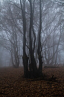 Niederwald im Nebel