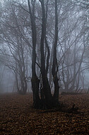 Niederwald im Nebel
