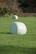 Silageballen auf Wiese