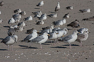 Möwen am Strand