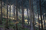 Nadelwald lichtdurchflutet