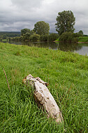 Weserufer bei Corvey