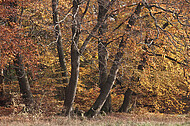 Buchenstämme im Herbst