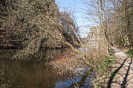 Bäume am Teich