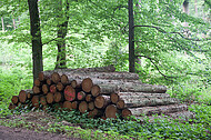 Holzstapel