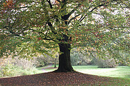 Einzelner Herbstbaum