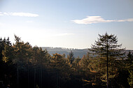 Blick über Nadelwald