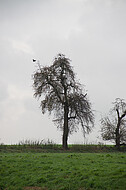 Herbstbaum