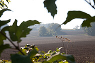 Acker im Gegenlicht