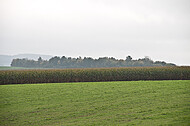 Maisfeld