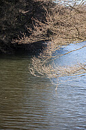 Bäume am Teich