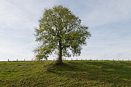 Solitär vor blauem Himmel