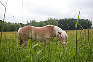 Pferde auf Blumenwiese