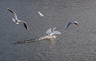 Schwan im Landeanflug