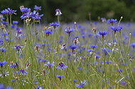 Kornblumen im Gerstenfeld