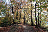 Buchenherbstwald