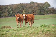 Milchkühe auf einem Hügel