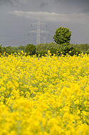 Rapsfeld vor Gewitter