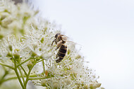 Biene auf Kletterhortensie
