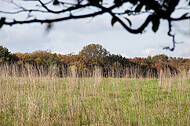 Herbstwiese