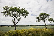 Bäume am Wegesrand