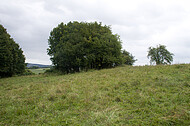 Wäldchen