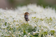 Biene auf Kletterhortensie