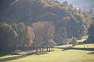 Wald im Gegenlicht