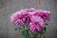 Dahlien vor Grabstein