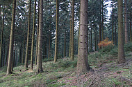 Herbstnadelwald