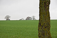 Horizontlinie und einzelner Baum