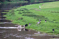 Milchkühe an Weserufer