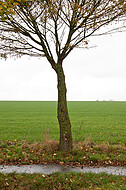 Herbstbaum einzeln