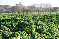 Grünkohlfeld