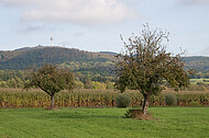 Apfelbaum vor Maisfeld