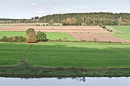 Bäume an Weserufer