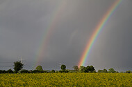 Regenbogen hinter Rapsfeld