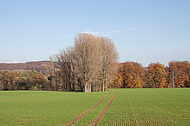 Kahle Bäume vor Herbstwald