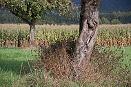 Apfelbäume vor Maisfeld