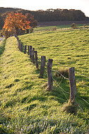 Stacheldrahtzaun mit Holzpfosten