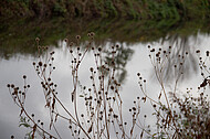 Spiegelnder Fluß