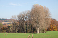 Kahle Bäume vor Herbstwald