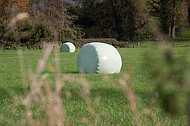 Silageballen auf Wiese