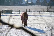 Pferde im Schnee