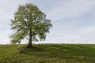 Solitär vor blauem Himmel