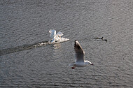 Schwan im Landeanflug